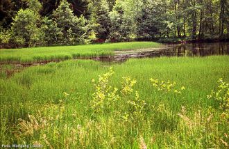 4 Teich vier - Teichschachtelhalm